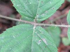 Rubus wirralensis
