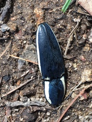 Chalcolepidius apacheanus