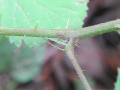 Rubus wirralensis