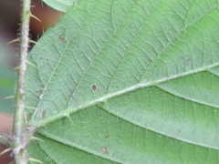 Rubus wirralensis