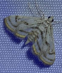 Parapoynx badiusalis