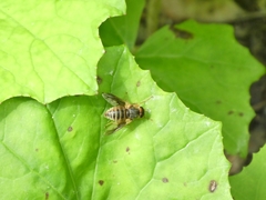 Goniops chrysocoma