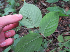 Rubus wirralensis