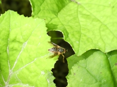 Goniops chrysocoma