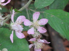 Rubus wirralensis