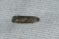 Epiblema minutana