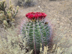 Ferocactus emoryi emoryi