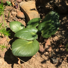 Pelargonium asarifolium