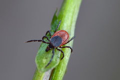 Ixodes persulcatus