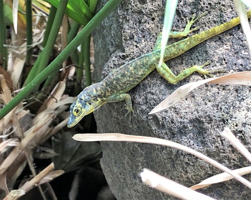 Bronze Anole
