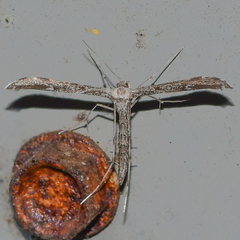 Hellinsia inquinatus