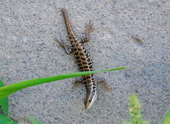 Heremites auratus