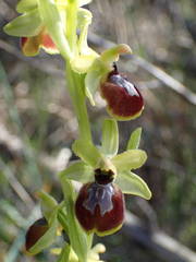 Ophrys exaltata arachnitiformis