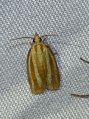 Sparganothis tristriata