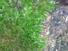 Rhynchostegiella tenella
