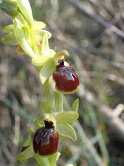 Ophrys exaltata arachnitiformis