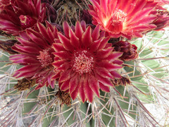 Ferocactus emoryi emoryi