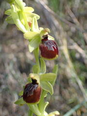 Ophrys exaltata arachnitiformis