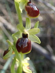 Ophrys exaltata arachnitiformis