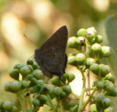 Satyrium tetra