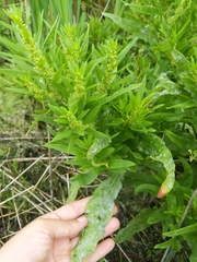 Rumex fueginus