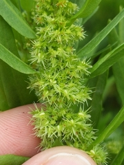 Rumex fueginus