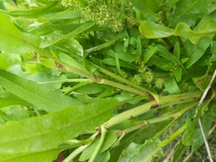 Rumex fueginus
