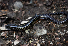 Sphenomorphus fasciatus