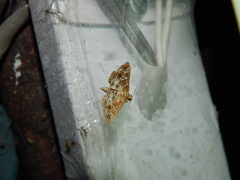 Sameodes