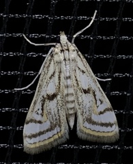 Parapoynx badiusalis