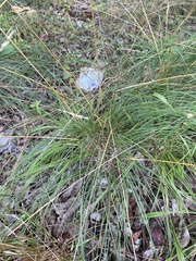 Piptochaetium avenaceum