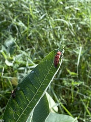 Tetraopes annulatus