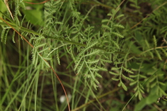 Cota tinctoria