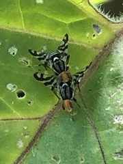 Rhagoletis striatella