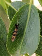 Mystacides longicornis