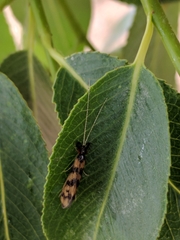 Mystacides longicornis