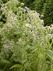 Borago