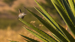 Campylorhynchus jocosus