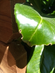 Chorthippus brunneus