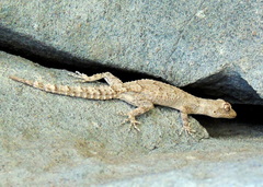 Mediodactylus heterocercus