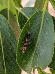 Mystacides longicornis