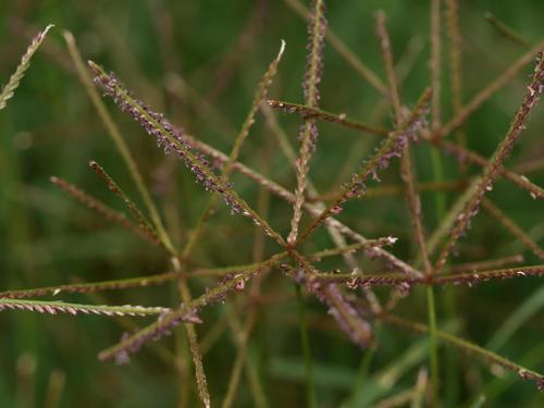 Cynodon dactylon iNat (3)