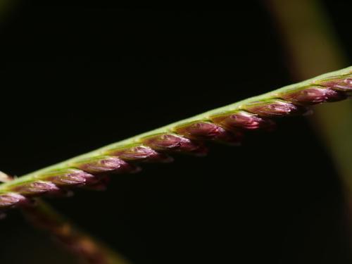 Cynodon dactylon