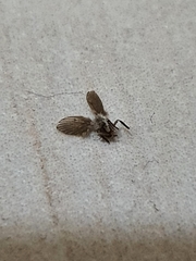 Psychodidae