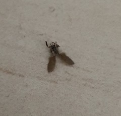 Psychodidae