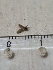 Psychodidae