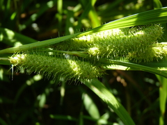 Carex frankii