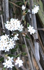 Leucopogon concurvus