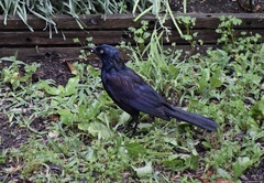 Quiscalus quiscula