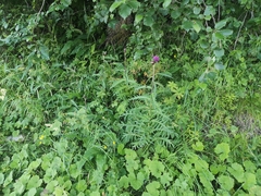 Cirsium heterophyllum